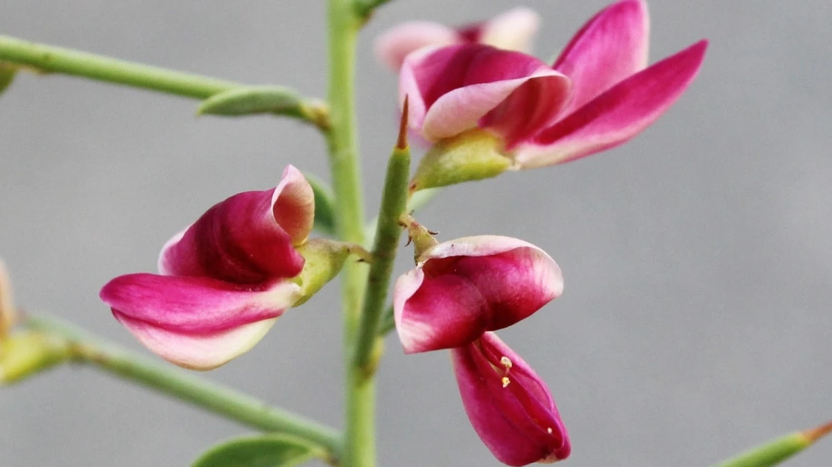 خواص خارشتر در طب سنتی