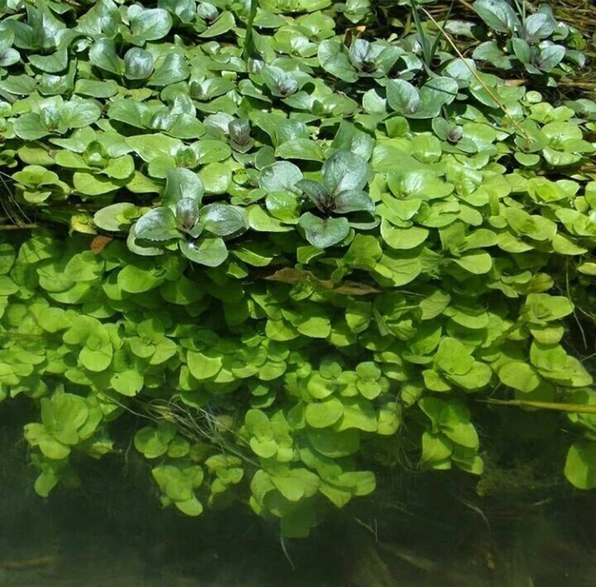 گیاه علف چشمه