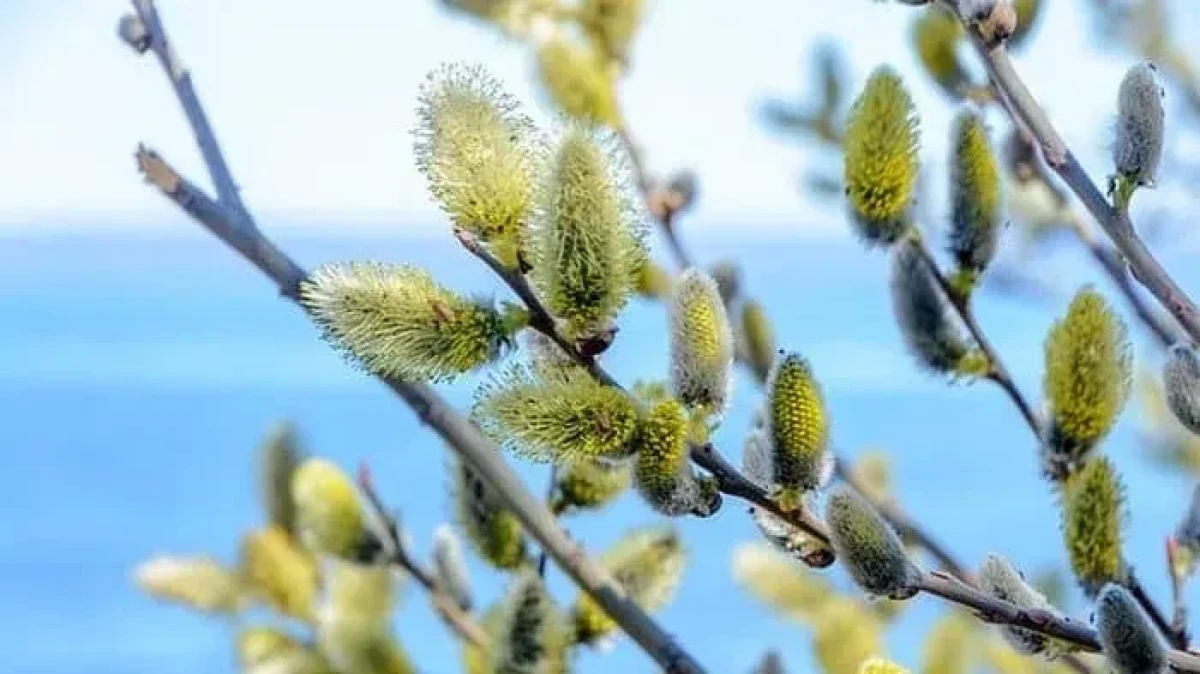 بیدمشک؛ گیاهی خوش‌عطر با خواص بی‌نظیر در طب سنتی