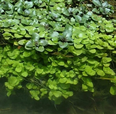 گیاه علف چشمه