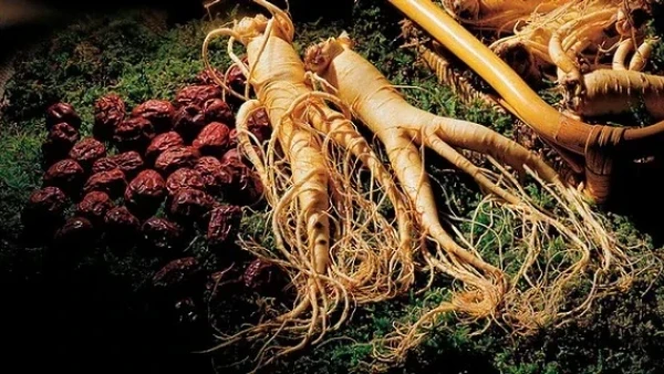 افزایش انرژی با مصرف جینسنگ