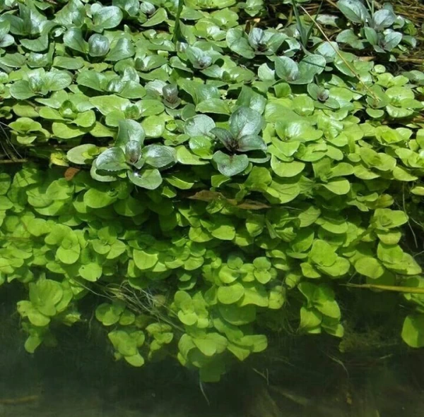 گیاه علف چشمه