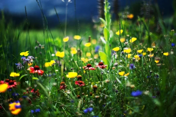 ۹ تا از قوی‌ترین گیاهان دارویی در طبیعت