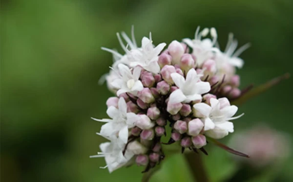 سنبل‌الطیب